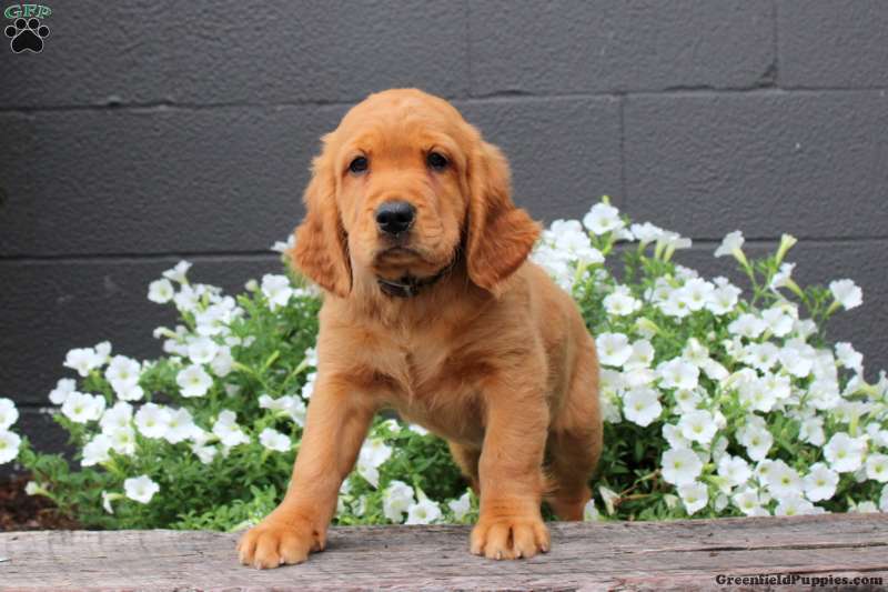 Wade Miniature Golden Retriever Puppy For Sale in Pennsylvania