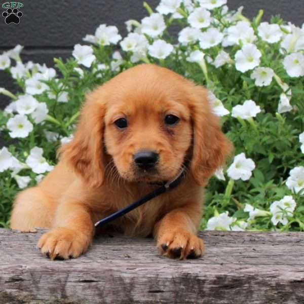 Waylon, Miniature Golden Retriever Puppy