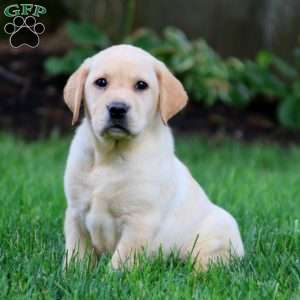 Yellow Labrador Retriever Puppies For Sale | Greenfield Puppies