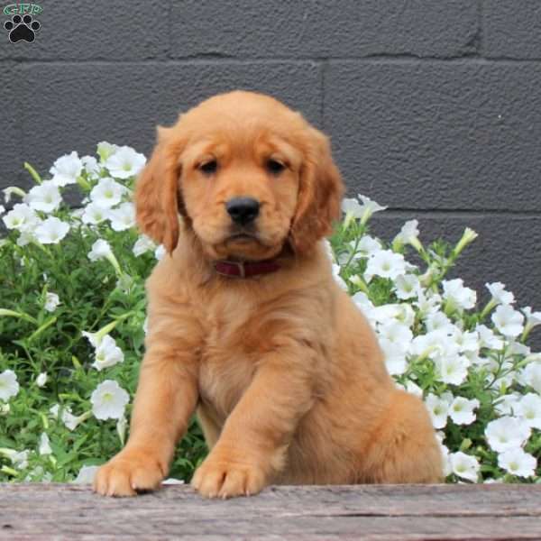 Winnie, Miniature Golden Retriever Puppy