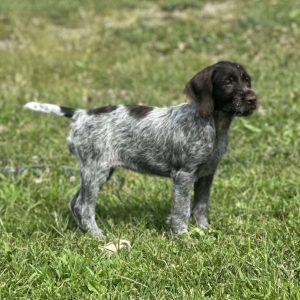 Wirehaired Pointing Griffon