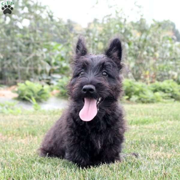 Yoshi - Scottish Terrier Puppy For Sale in Pennsylvania