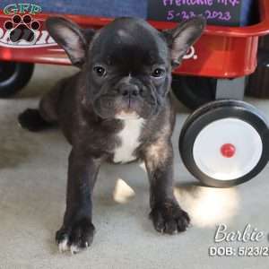 French Bulldog Mix Puppies For Sale | Greenfield Puppies