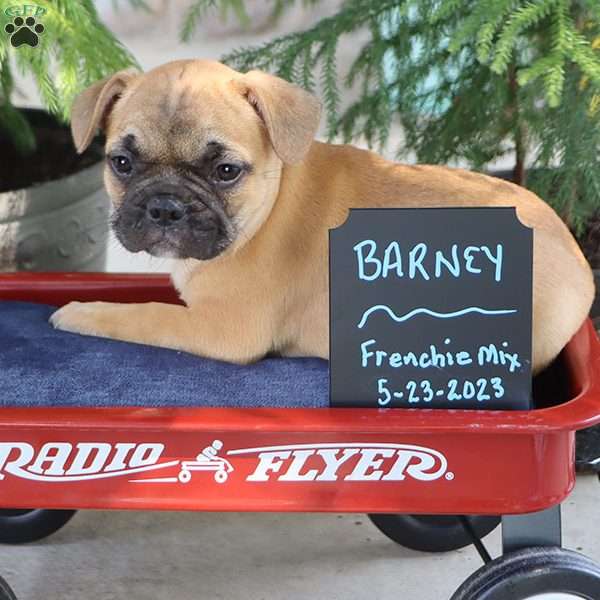 Barney, French Bulldog Mix Puppy