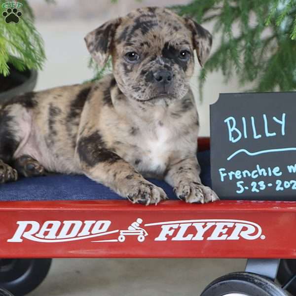 Billy, French Bulldog Mix Puppy