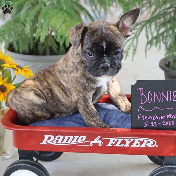Bonnie, French Bulldog Mix Puppy