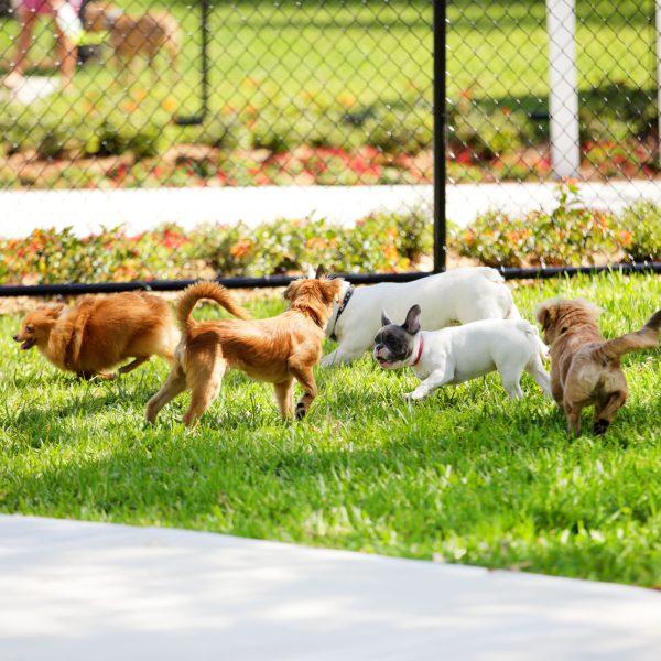 group of small dogs playing at a dog park