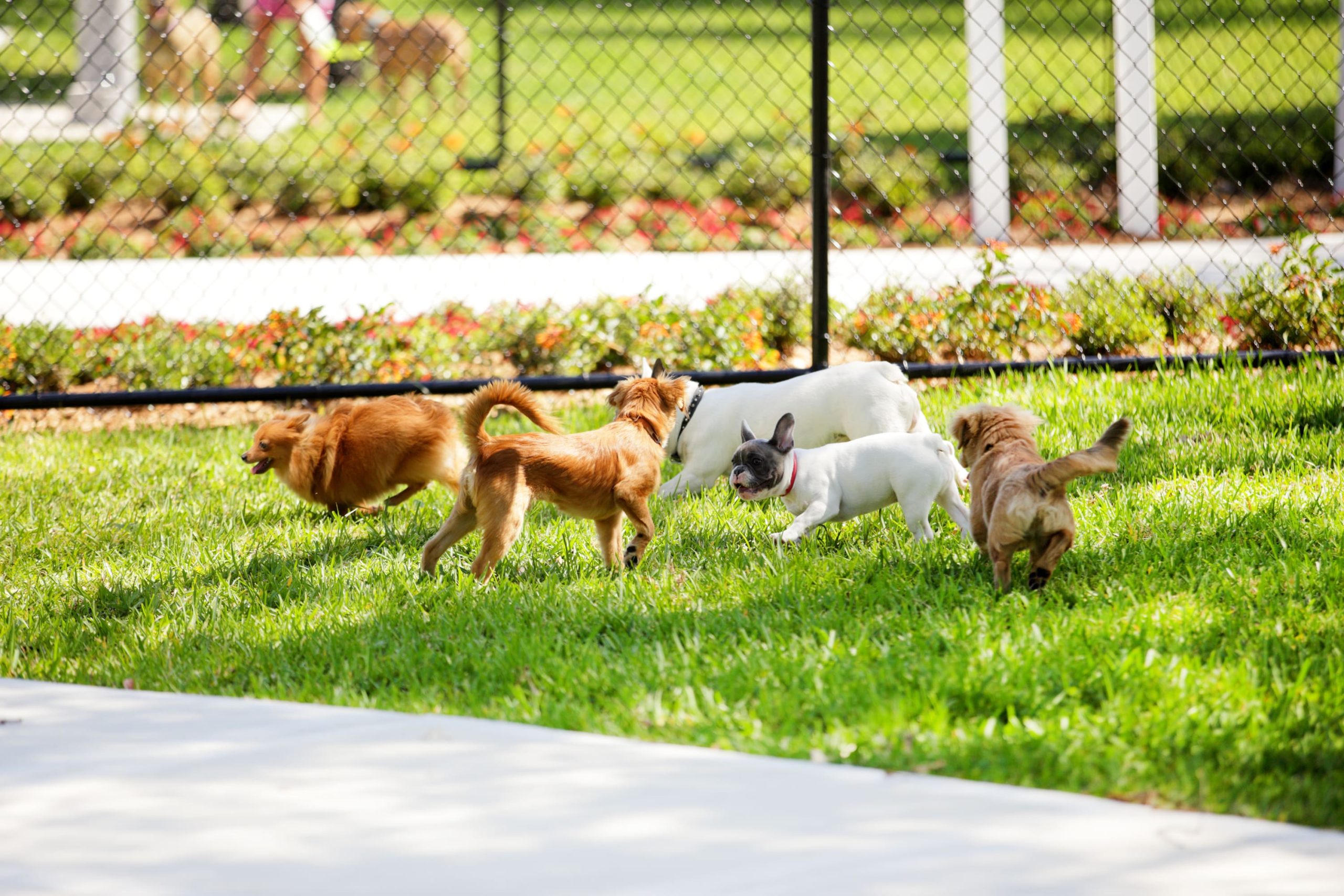 https://cdn.greenfieldpuppies.com/wp-content/uploads/2023/07/group-of-small-dogs-playing-at-a-dog-park-scaled.jpeg