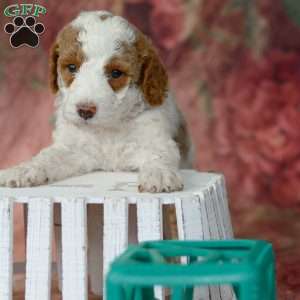 Jolene, Miniature Poodle Puppy