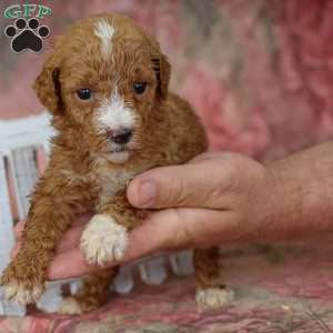 Josie, Miniature Poodle Puppy