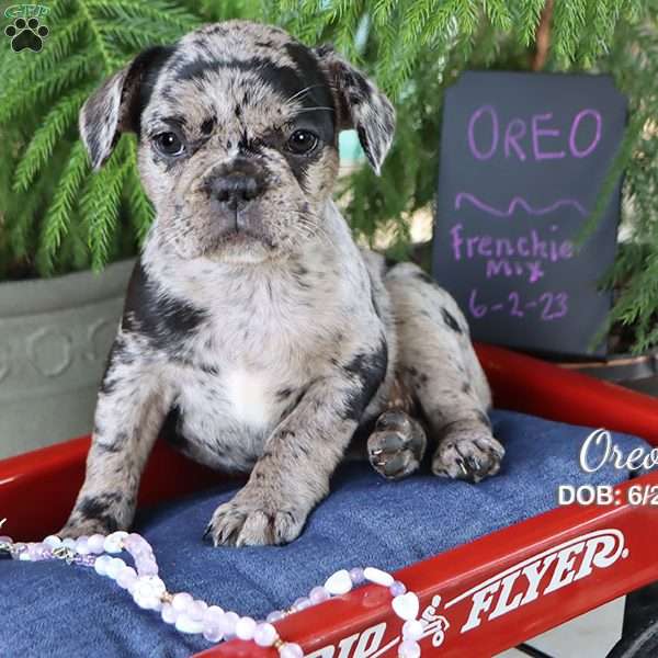 Oreo, French Bulldog Mix Puppy