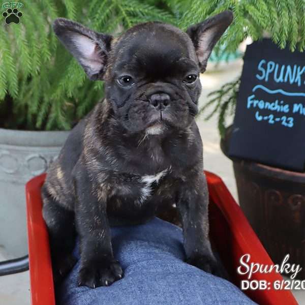 Spunky, French Bulldog Mix Puppy