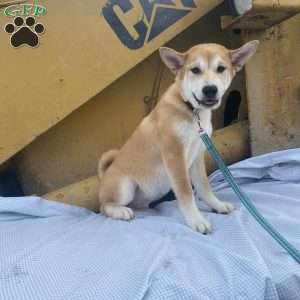 Shiba Inu Puppies For Sale | Greenfield Puppies