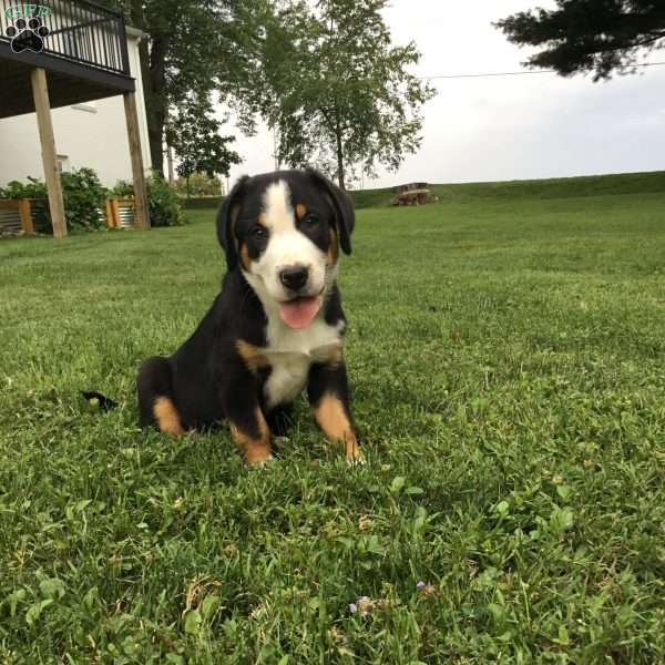 Charlie, Greater Swiss Mountain Dog Puppy