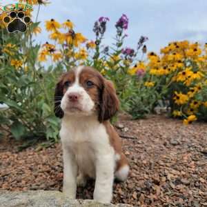 English Springer Spaniel Puppies for Sale | Greenfield Puppies