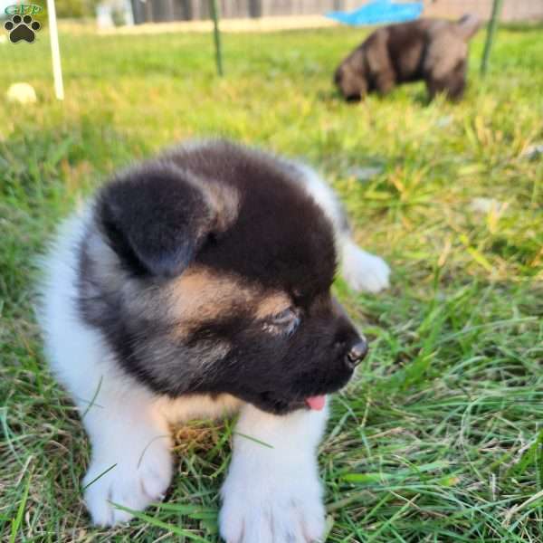 Sarge, Akita Puppy
