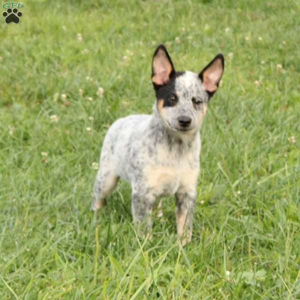 Reese, Blue Heeler – Australian Cattle Dog Puppy