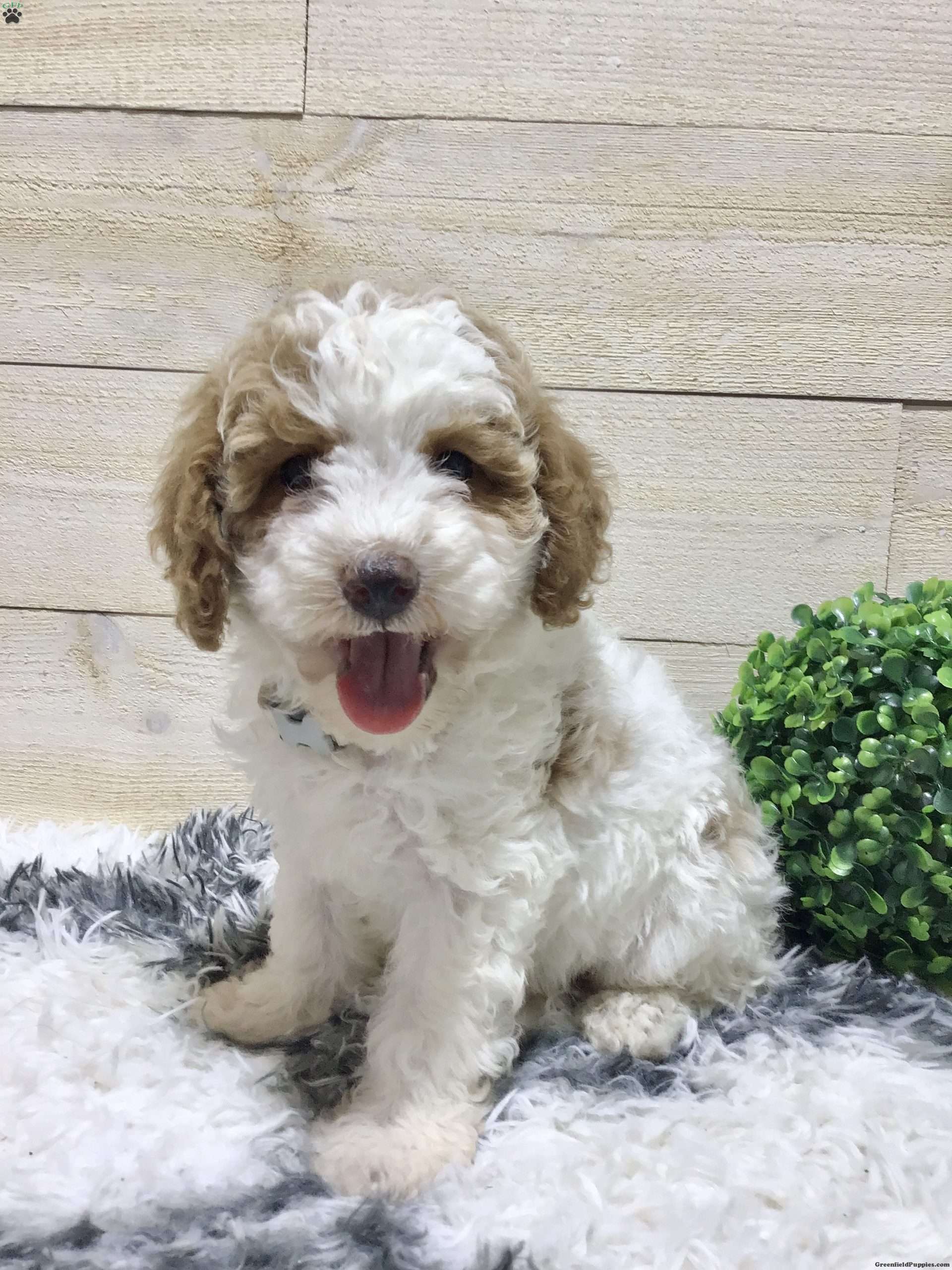 Dallas Miniature Poodle Puppy For Sale in Ohio