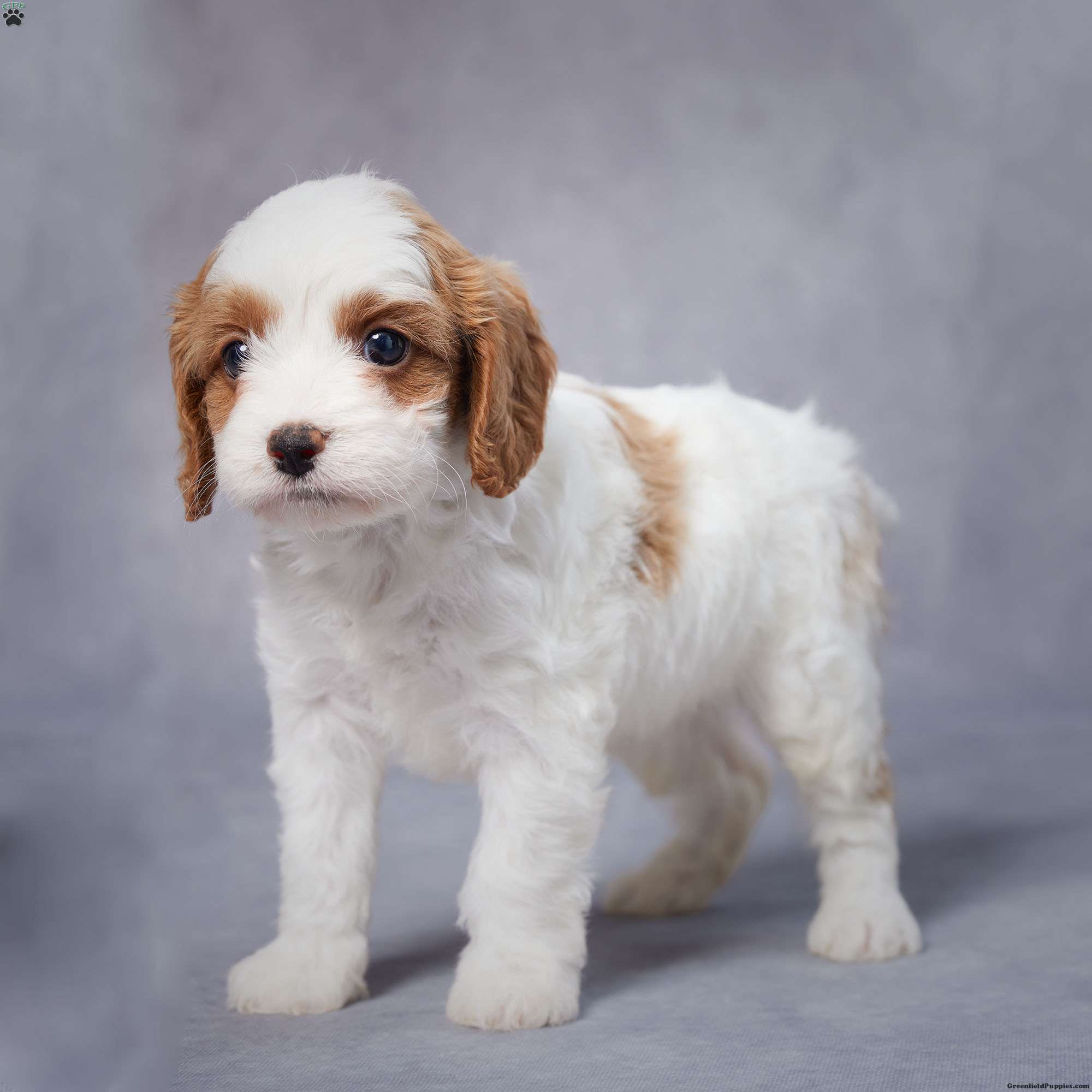 Peggy - Cavapoo Puppy For Sale in Ohio