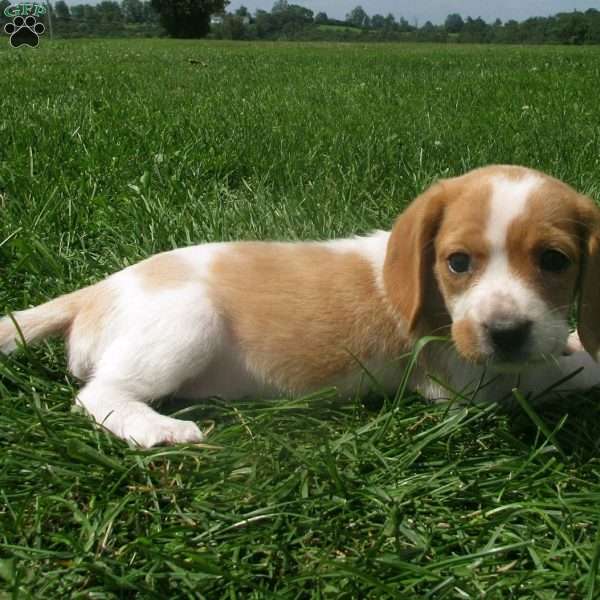 Denise, Beaglier Puppy