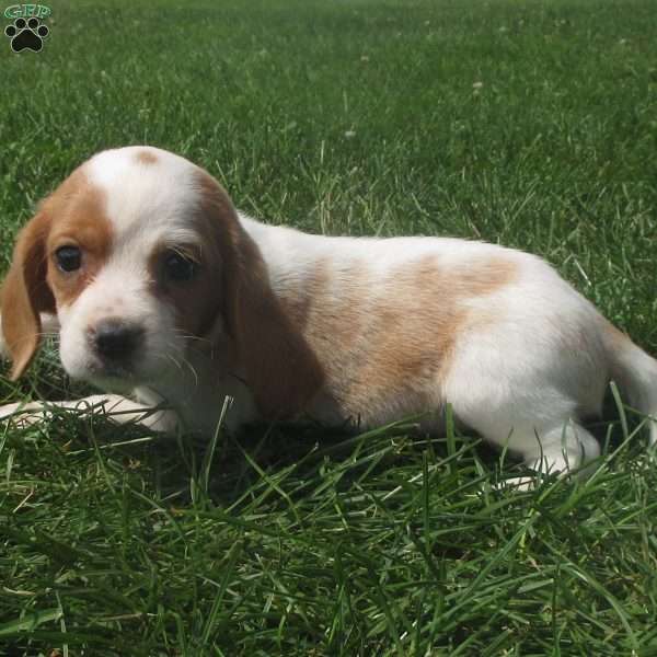 Deidre, Beaglier Puppy