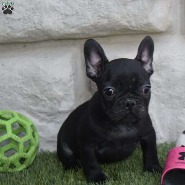 Toby, Frenchton Puppy