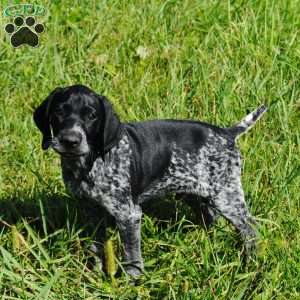 German Shorthaired Pointer Puppies For Sale - Greenfield Puppies