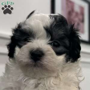 Havanese Puppies For Sale | Greenfield Puppies