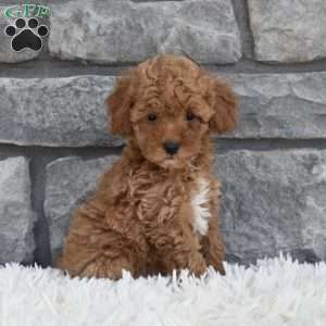 Toy Poodle Puppies For Sale | Greenfield Puppies