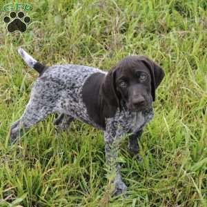 German Shorthaired Pointer Puppies For Sale - Greenfield Puppies