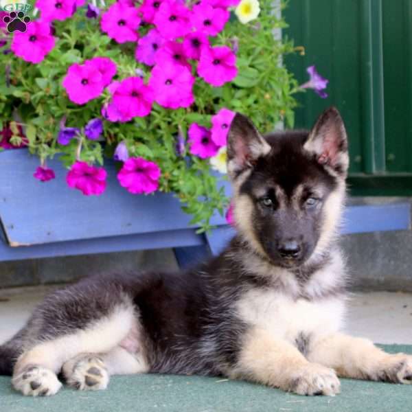 Ace, Siberian Husky Mix Puppy