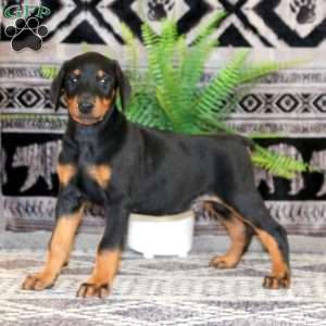 Ace, Doberman Pinscher Puppy