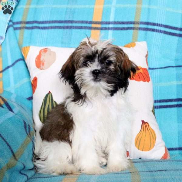 Alex, Shih Tzu Puppy