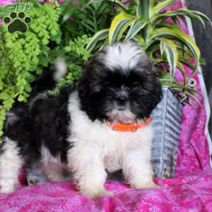 Shih Tzu Puppies For Sale | Greenfield Puppies