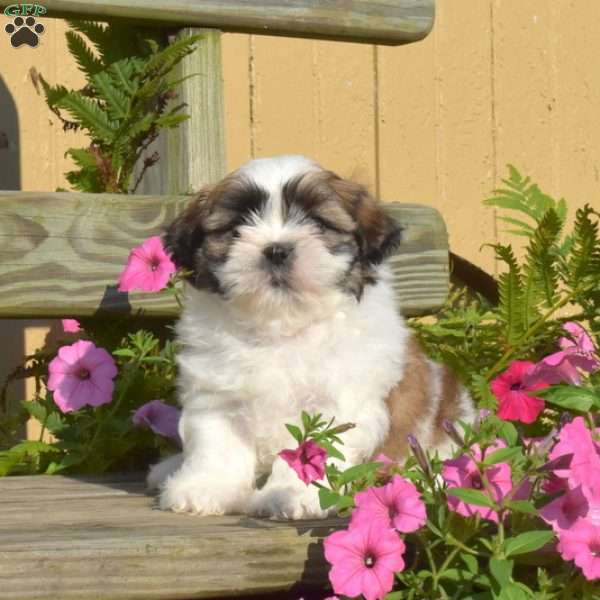 Archie, Shih Tzu Puppy
