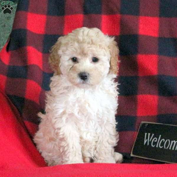 Ashley, Maltese Mix Puppy