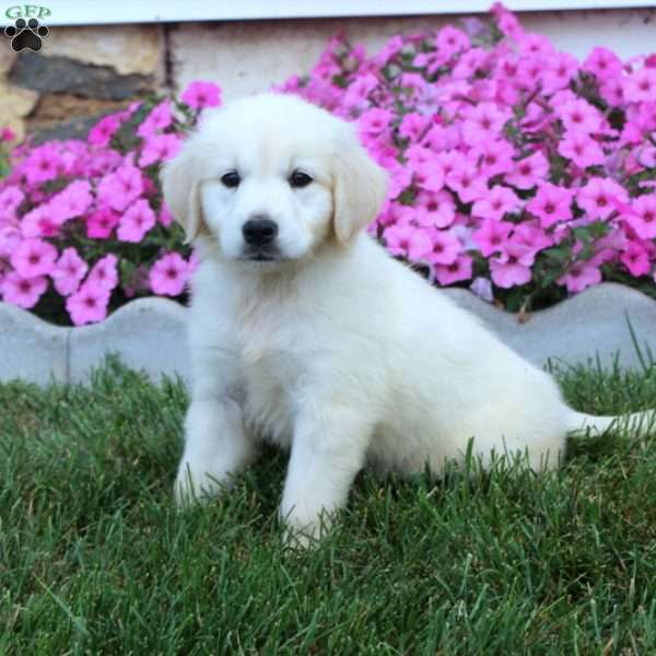 Ava English Cream Golden Retriever Puppy For Sale in Pennsylvania