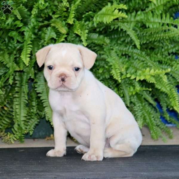 Ava Frenchton Puppy For Sale in Pennsylvania