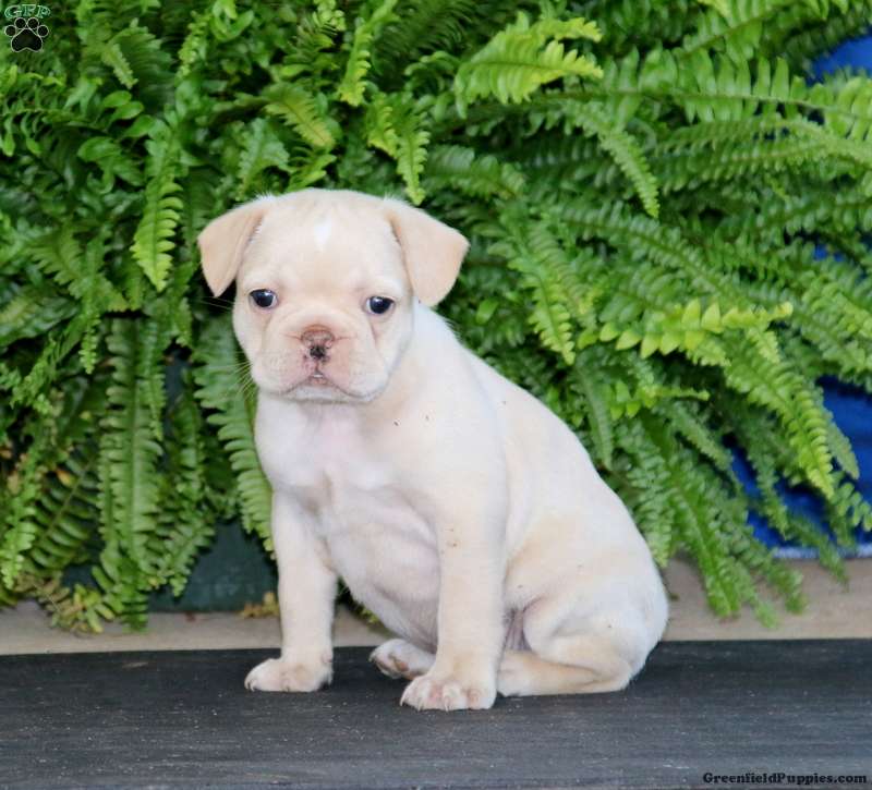 Ava Frenchton Puppy For Sale in Pennsylvania