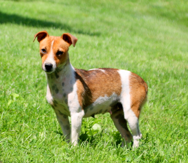 Chocolate Jack Russell Mix Puppy For Sale in Pennsylvania