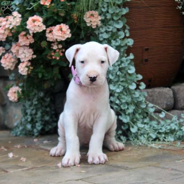 Barb, Dogo Argentino Puppy