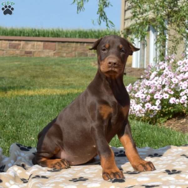 Baylee, Doberman Pinscher Puppy
