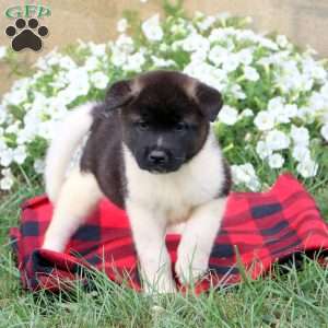 Akita Puppies for Sale - Greenfield Puppies