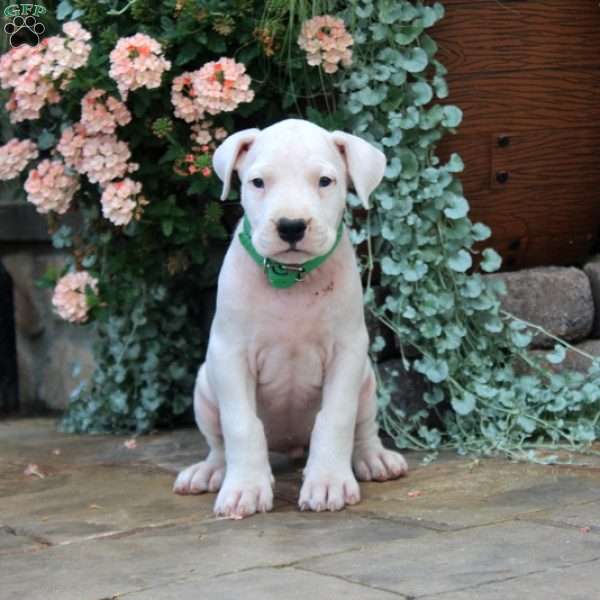 Bella, Dogo Argentino Puppy