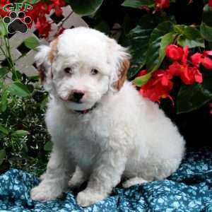 Benji, Cavapoo Puppy