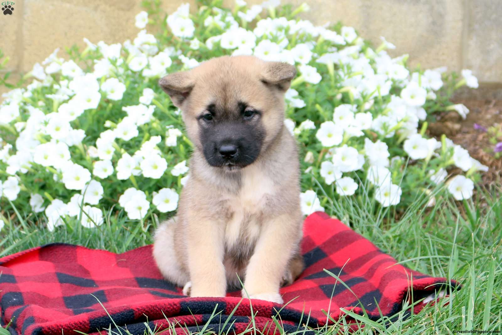 Betty - Akita Puppy For Sale in Pennsylvania