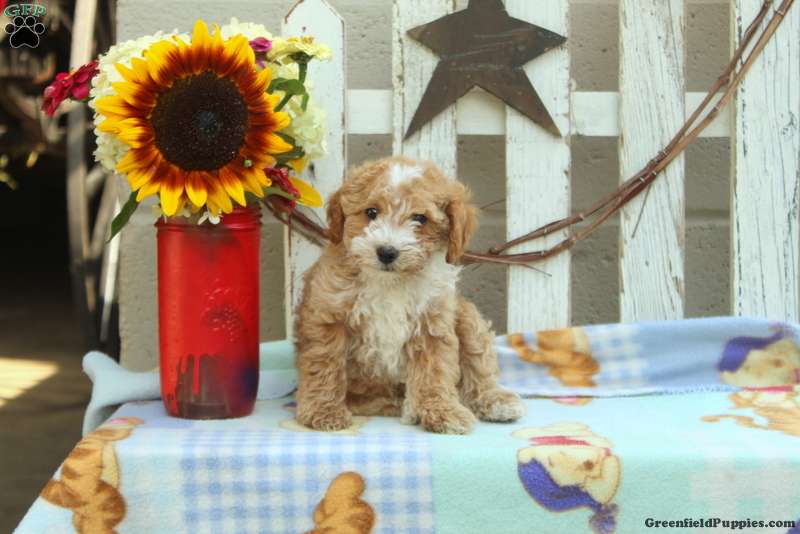 Bruce Miniature Poodle Puppy For Sale in Pennsylvania