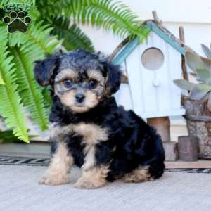 Morkie-Poo Puppies For Sale | Greenfield Puppies