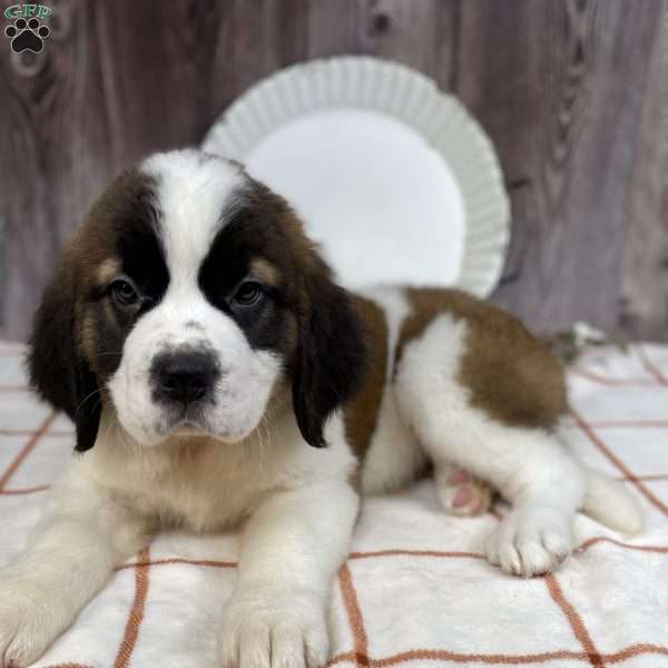 Lousie, Saint Bernard Puppy