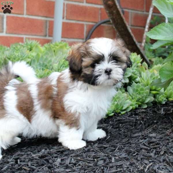 Cali, Shih Tzu Puppy